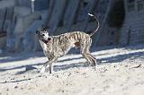 WHIPPET 181